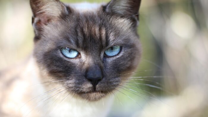 Тайланд обяви сиамските котки за национални символи Тайланд обяви сиамските котки за национални символи